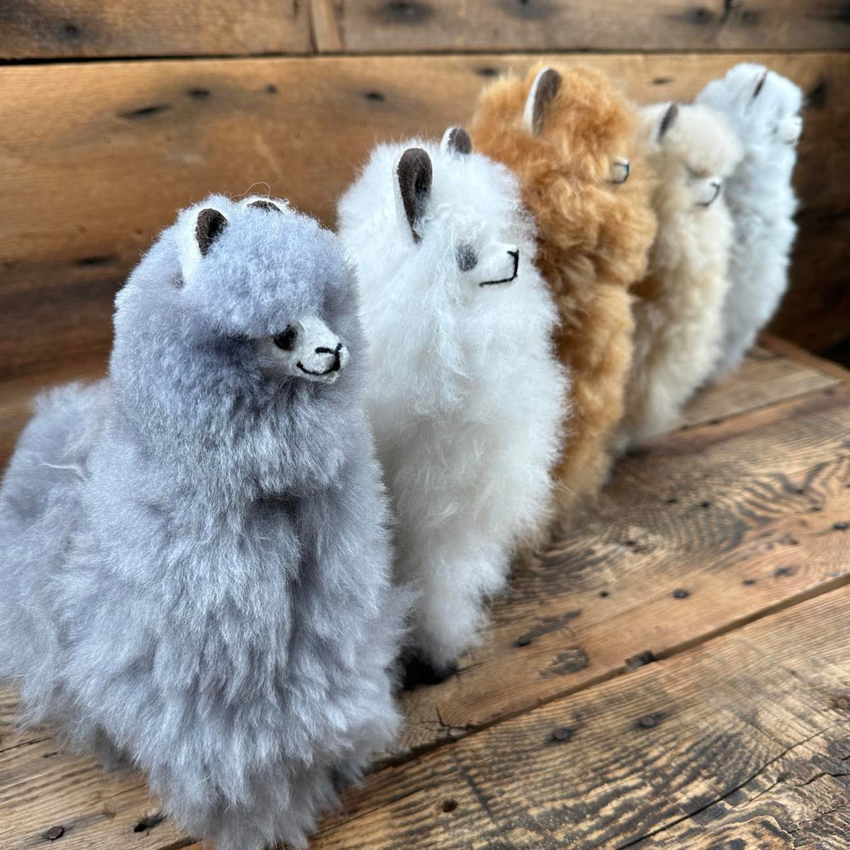 Standing Alpaca