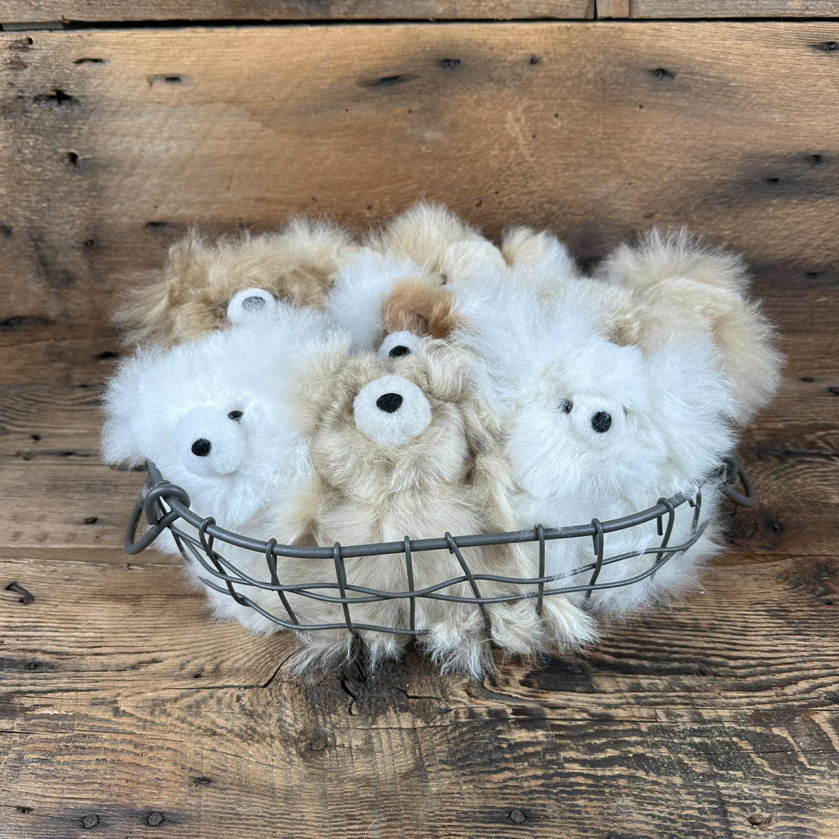 Pocket Bears