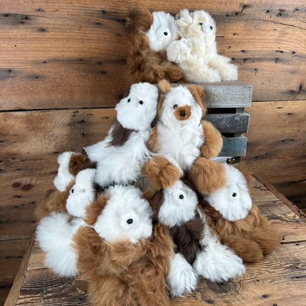 Teddy Bears - Ballintotas Alpacas