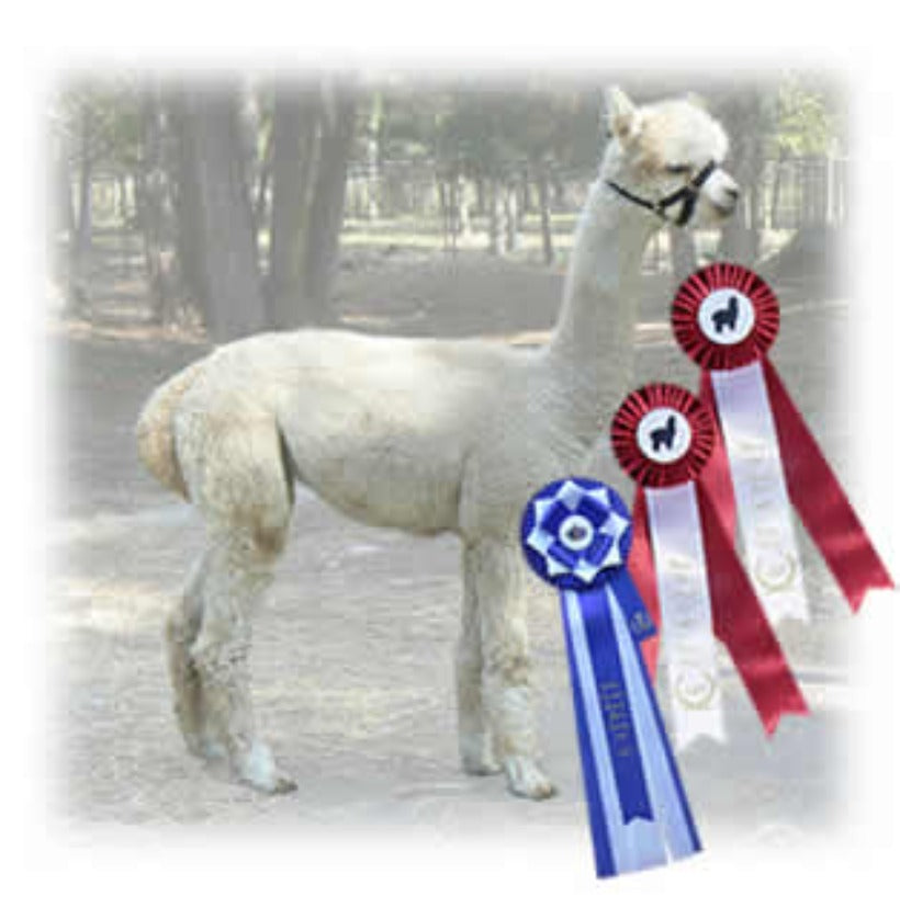 Sock Yarn - Our Alpacas - Hand-Dyed - Light-Weight