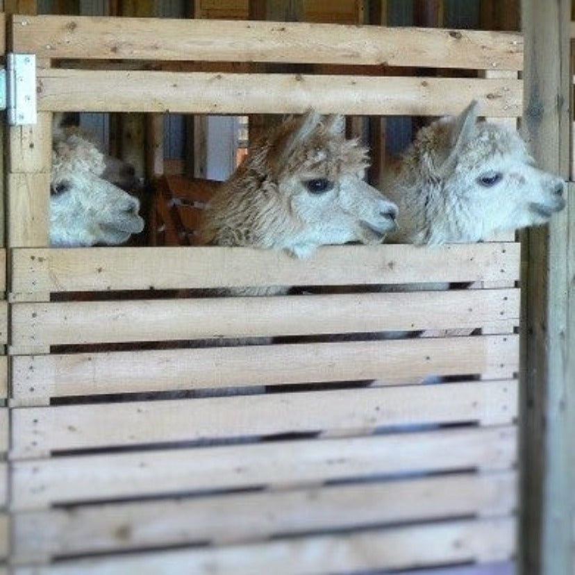 Sock Yarn - Our Alpacas - Hand-Dyed - Light-Weight